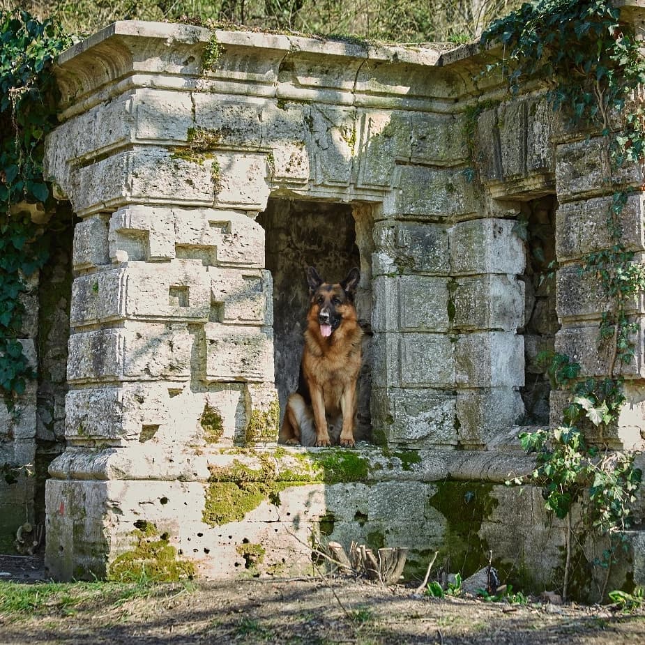 15 Cool Facts About German Shepherd Dogs 9