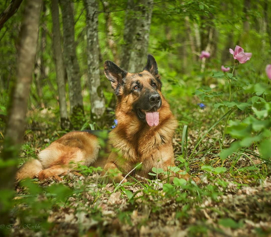 15 Cool Facts About German Shepherd Dogs 10