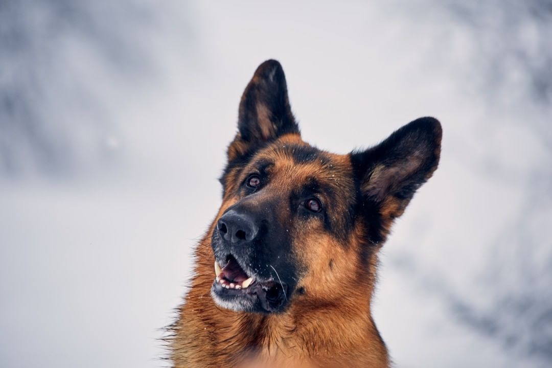 15 Cool Facts About German Shepherd Dogs 11
