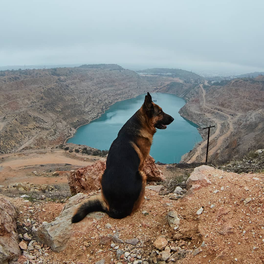 15 Cool Facts About German Shepherd Dogs 9