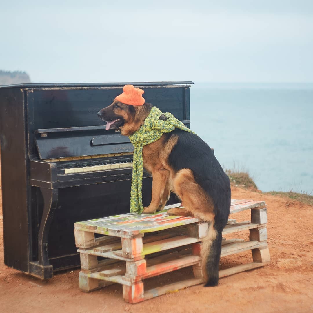 15 Cool Facts About German Shepherd Dogs 11