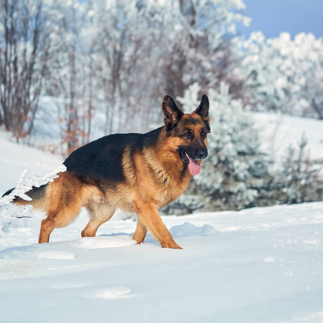 15 Amazing Facts About German Shepherd Dogs You Probably Never Knew 10 15 Amazing Facts About German Shepherd Dogs You Probably Never Knew 10