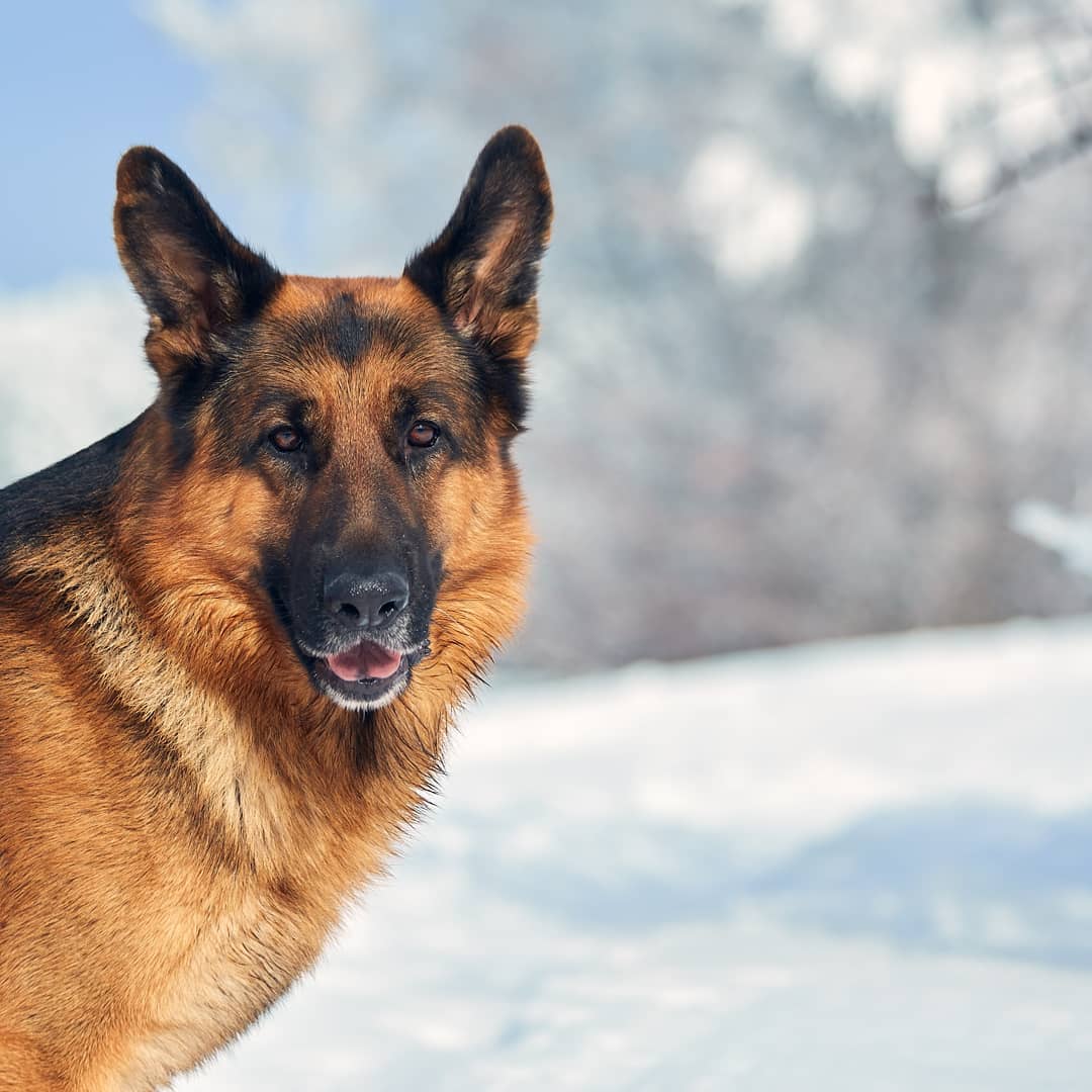 15 Amazing Facts About German Shepherd Dogs You Probably Never Knew 11 15 Amazing Facts About German Shepherd Dogs You Probably Never Knew 11