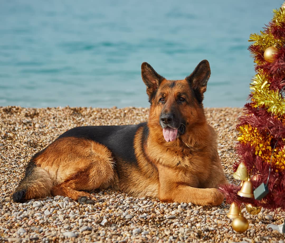 15 Amazing Facts About German Shepherd Dogs You Probably Never Knew 9