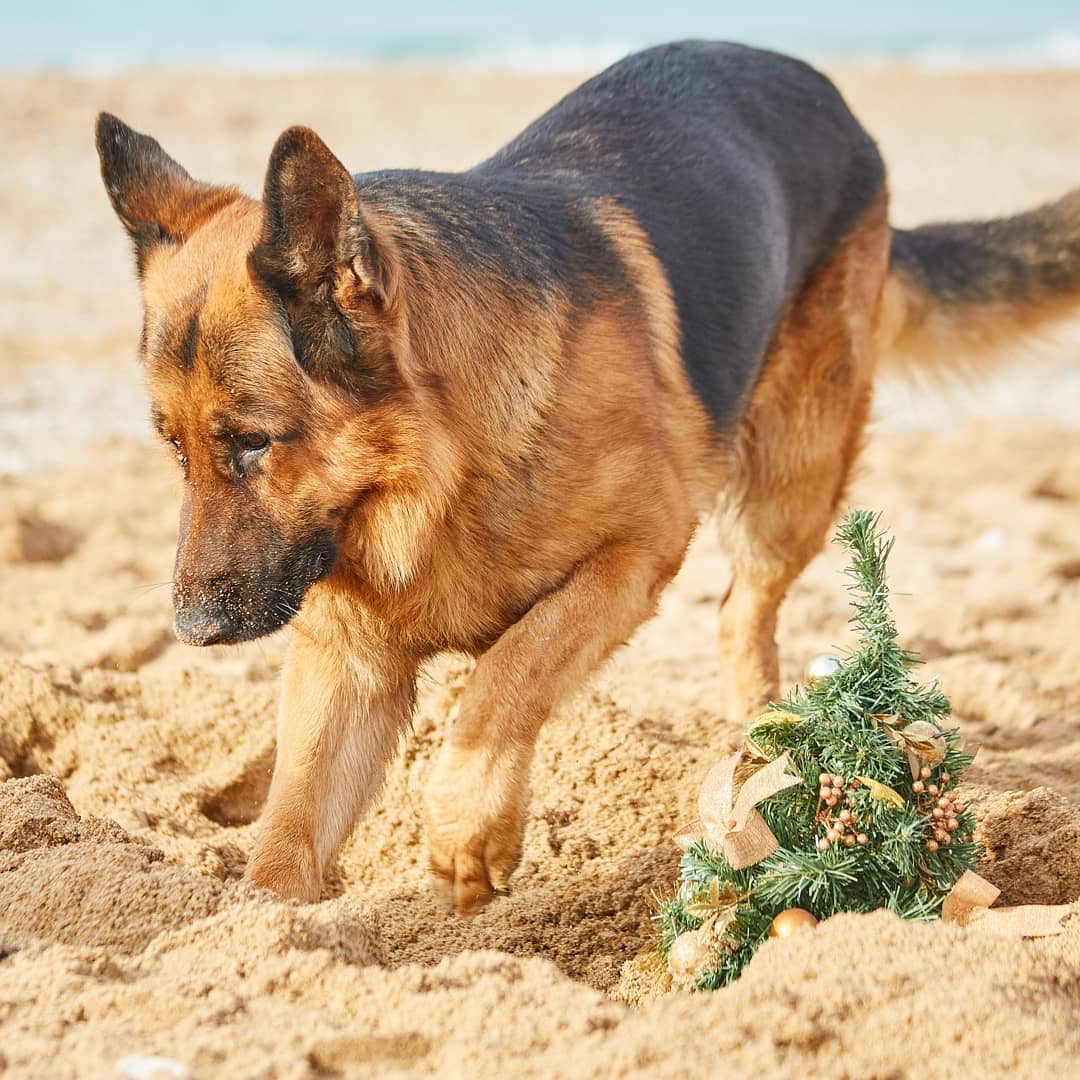 15 Amazing Facts About German Shepherd Dogs You Probably Never Knew 11