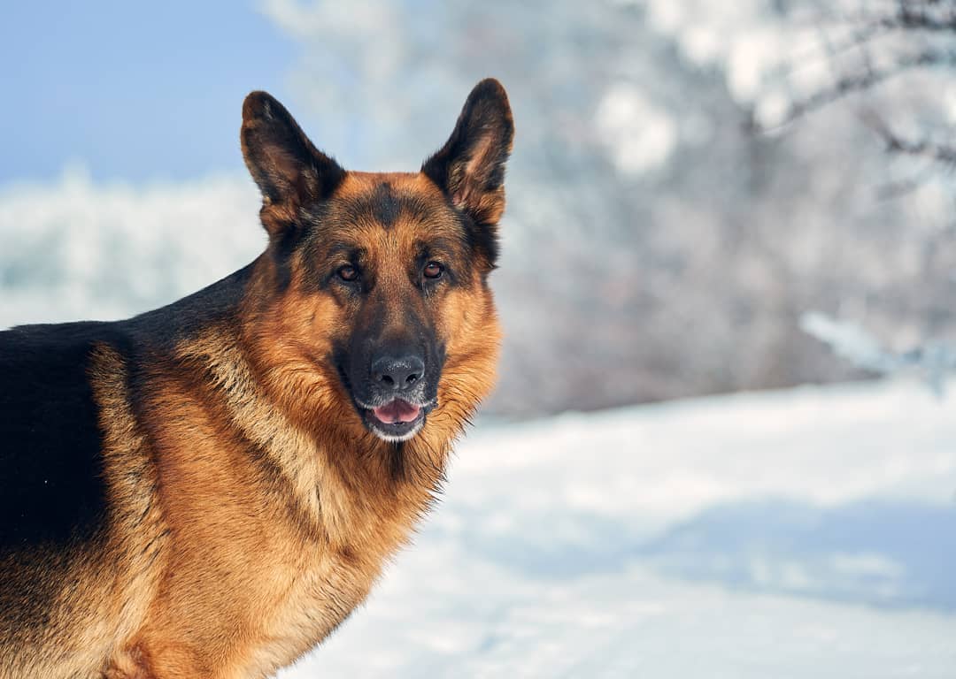 15 Amazing Facts About German Shepherd Dogs You Probably Never Knew 10