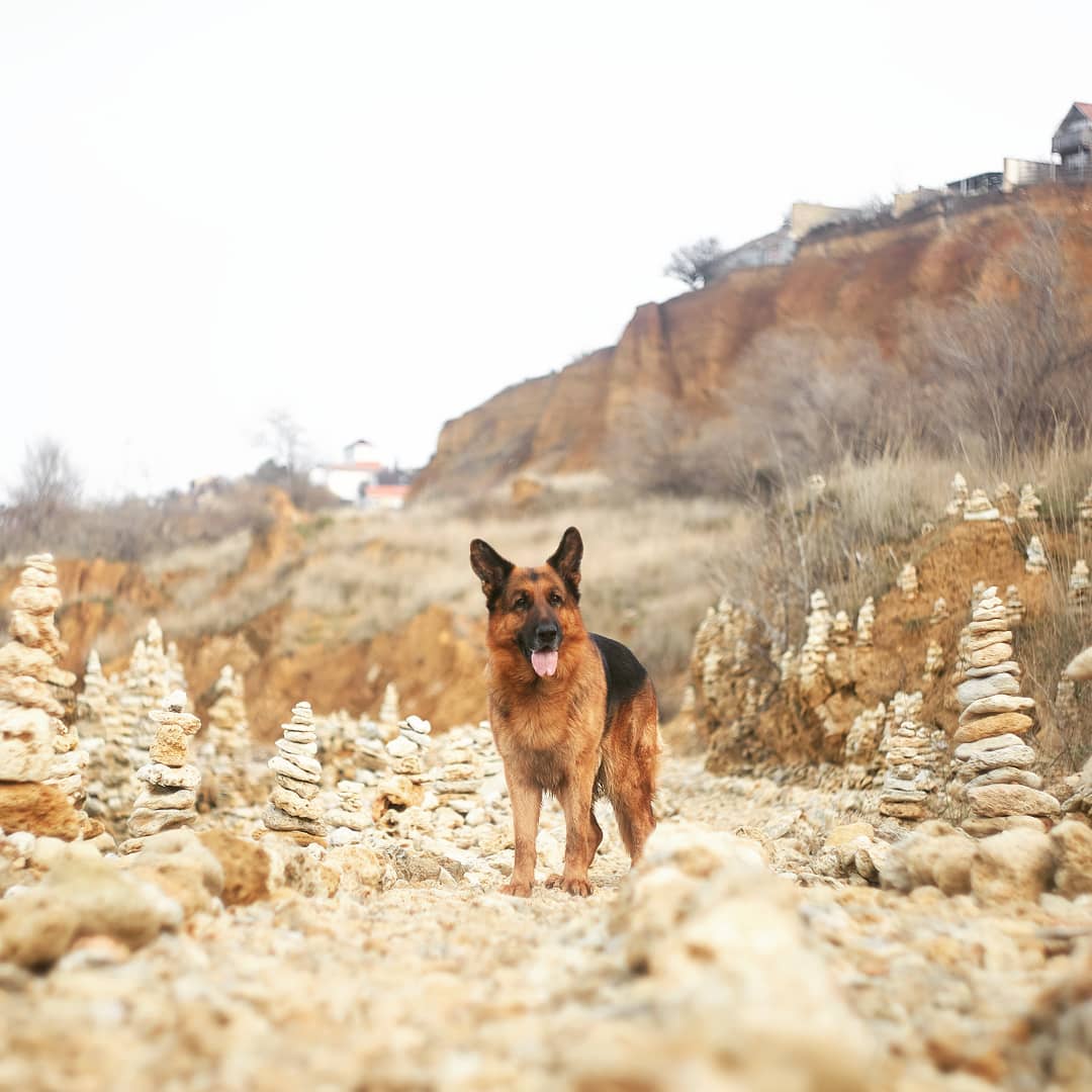 15 Amazing Facts About German Shepherd Dogs You Probably Never Knew 11