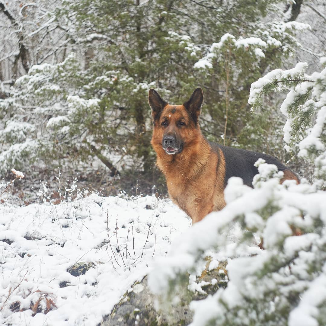 15 Amazing Facts About German Shepherd Dogs You Probably Never Knew 10