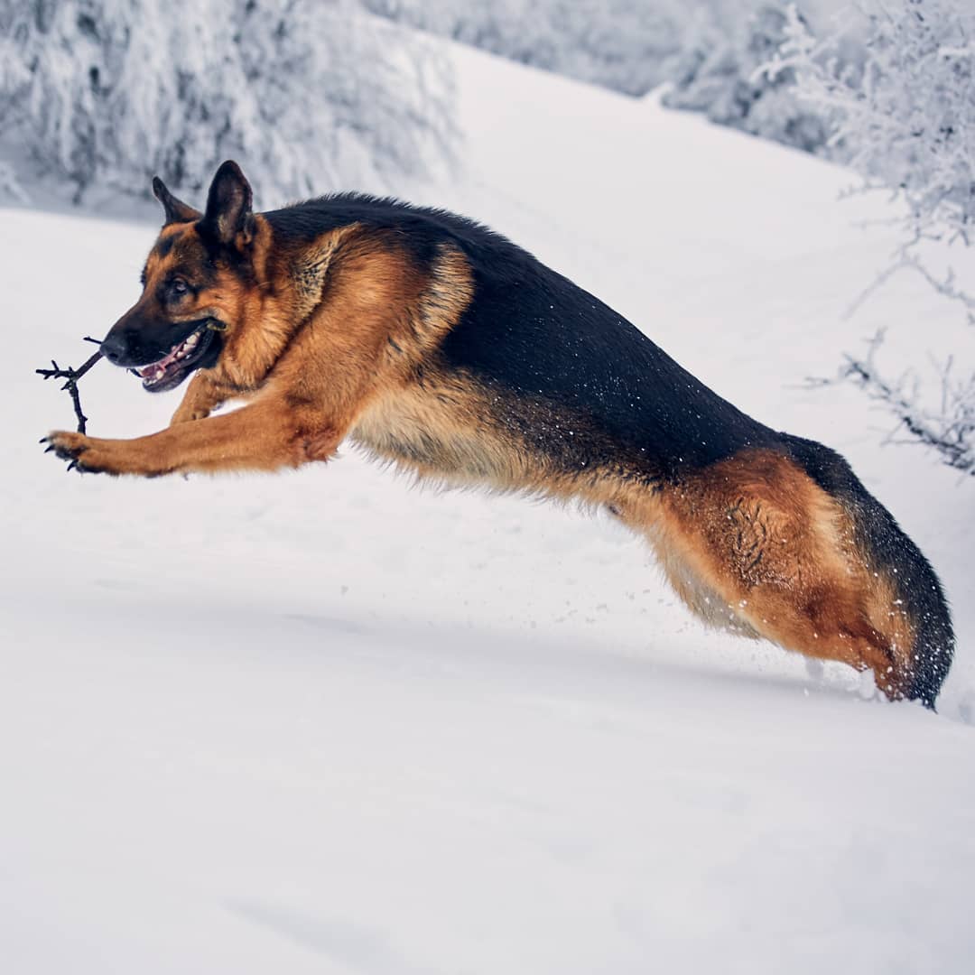 15 Amazing Facts About German Shepherd Dogs You Probably Never Knew 9 15 Amazing Facts About German Shepherd Dogs You Probably Never Knew 9