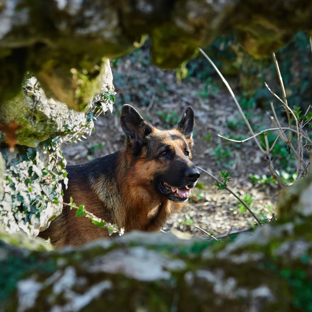 15 Interesting Facts About German Shepherd Dogs 9