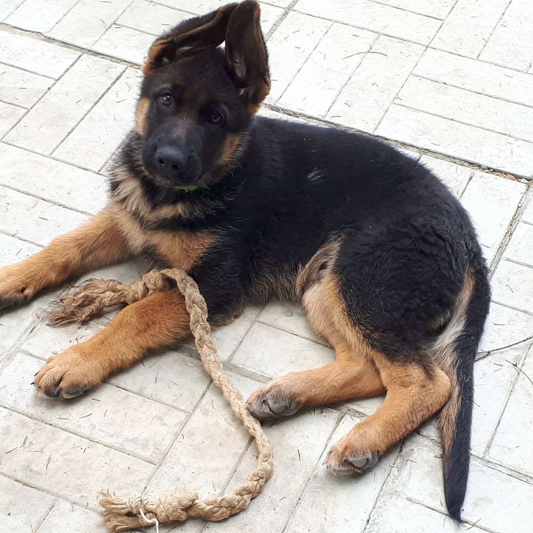 15 Interesting Facts About German Shepherd Dogs 10