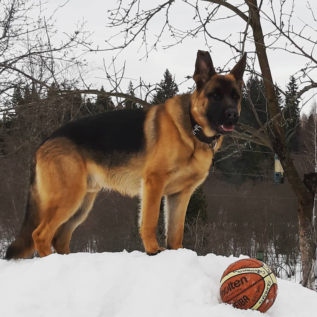 15 Interesting Facts About German Shepherd Dogs 11
