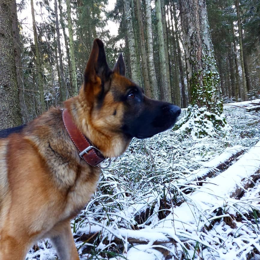 15 Interesting Facts About German Shepherd Dogs 9