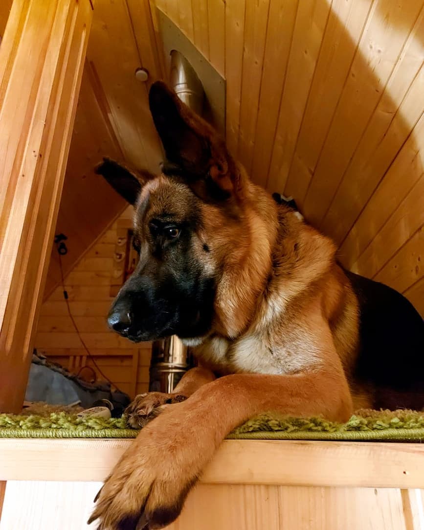 15 Interesting Facts About German Shepherd Dogs 10