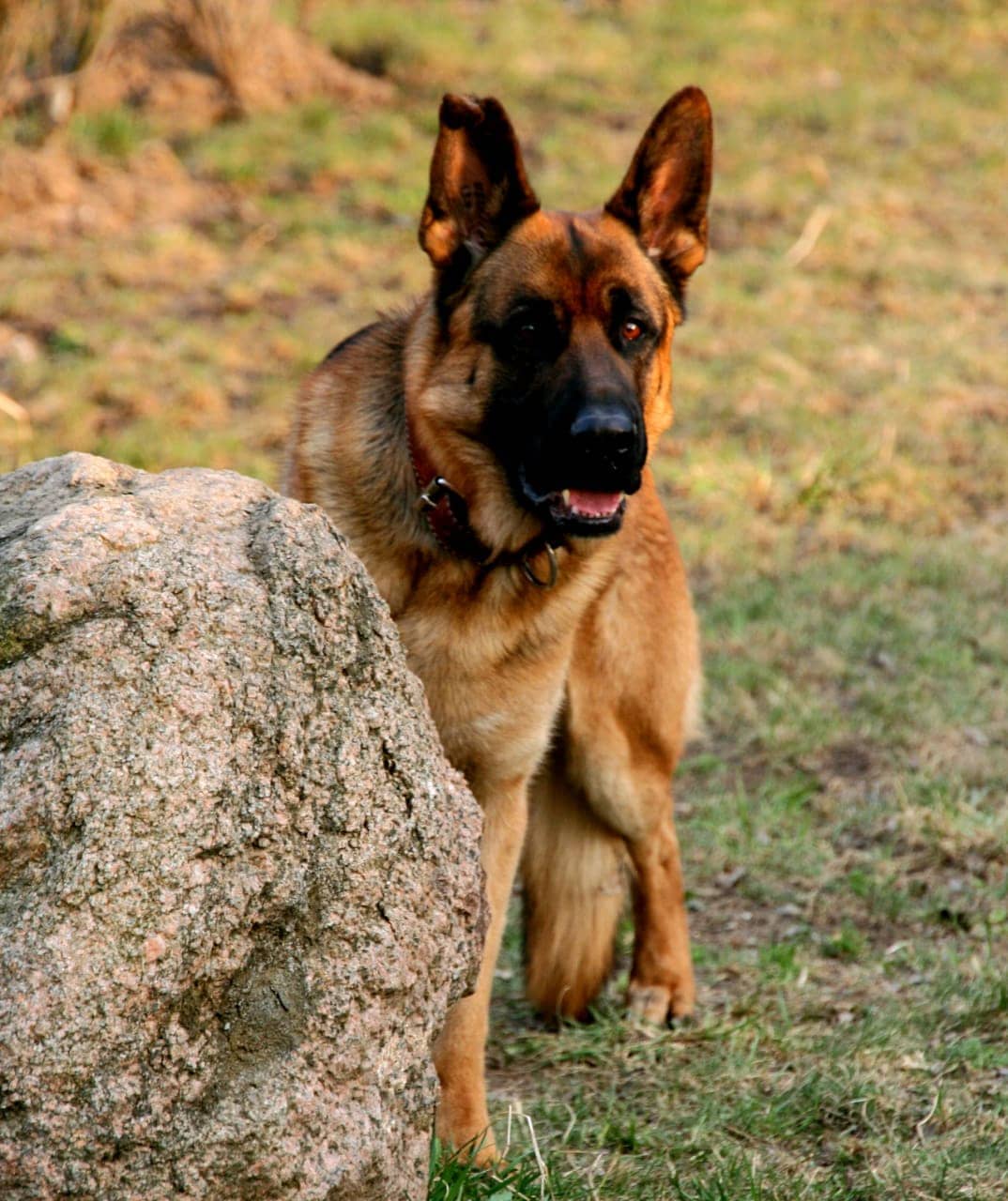 15 Interesting Facts About German Shepherd Dogs 11