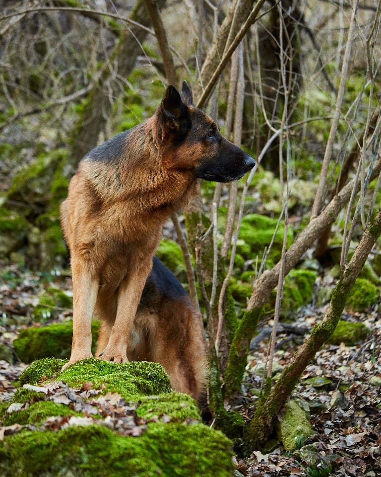 15 Cool Facts About German Shepherd Dogs 9