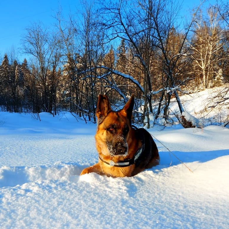 15 Interesting Facts About German Shepherd Dogs 9