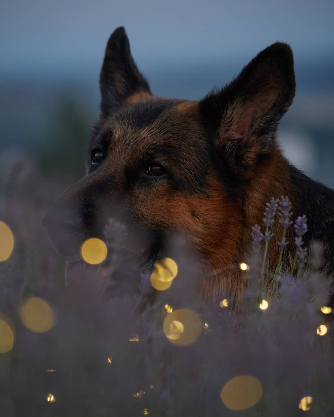 15 Interesting Facts About German Shepherd Dogs 10