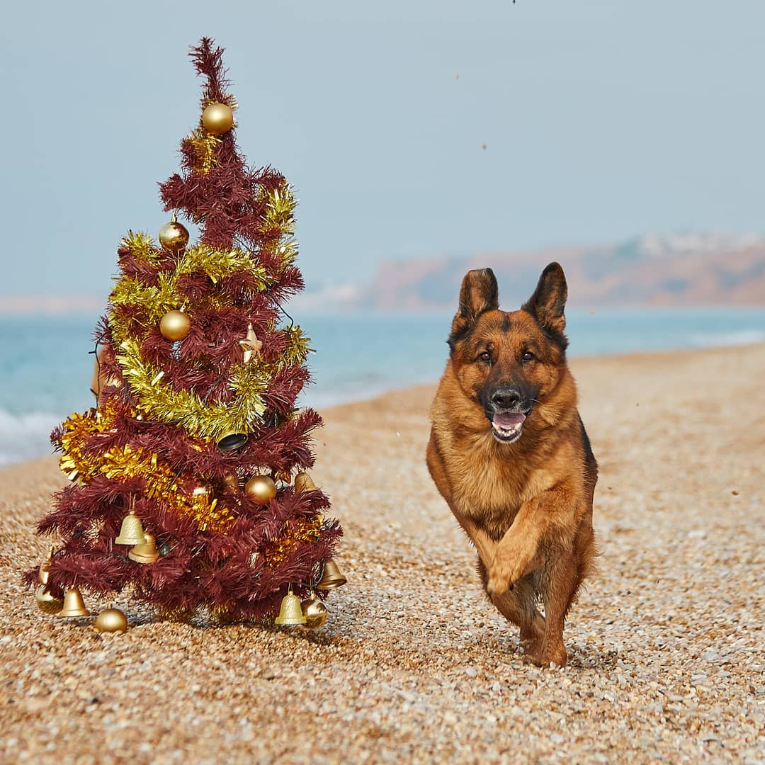 15 Interesting Facts About German Shepherd Dogs 10