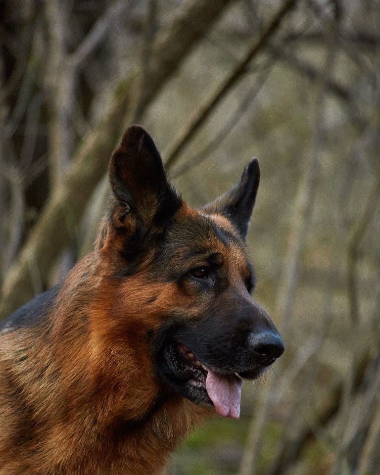 15 Cool Facts About German Shepherd Dogs 10