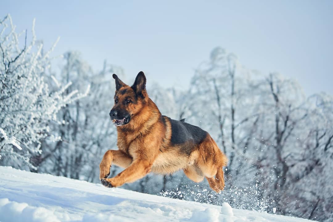 15 Cool Facts About German Shepherd Dogs 11