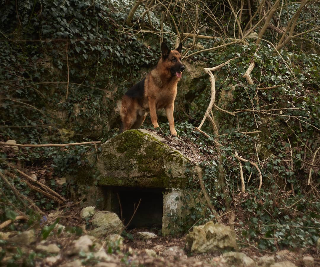 15 Cool Facts About German Shepherd Dogs 9