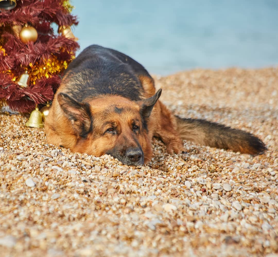 15 Cool Facts About German Shepherd Dogs 10