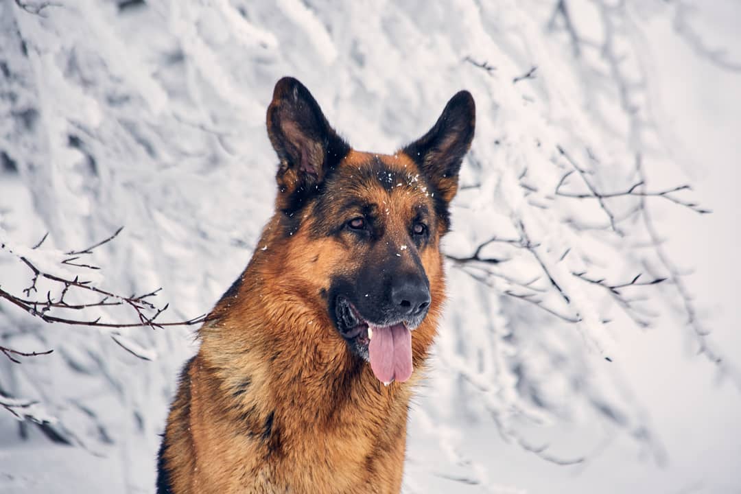 15 Cool Facts About German Shepherd Dogs 11