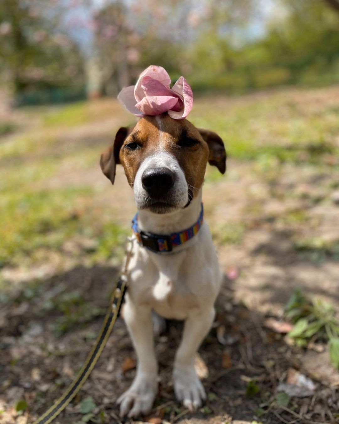 15 Interesting Facts About Jack Russell Terriers 9