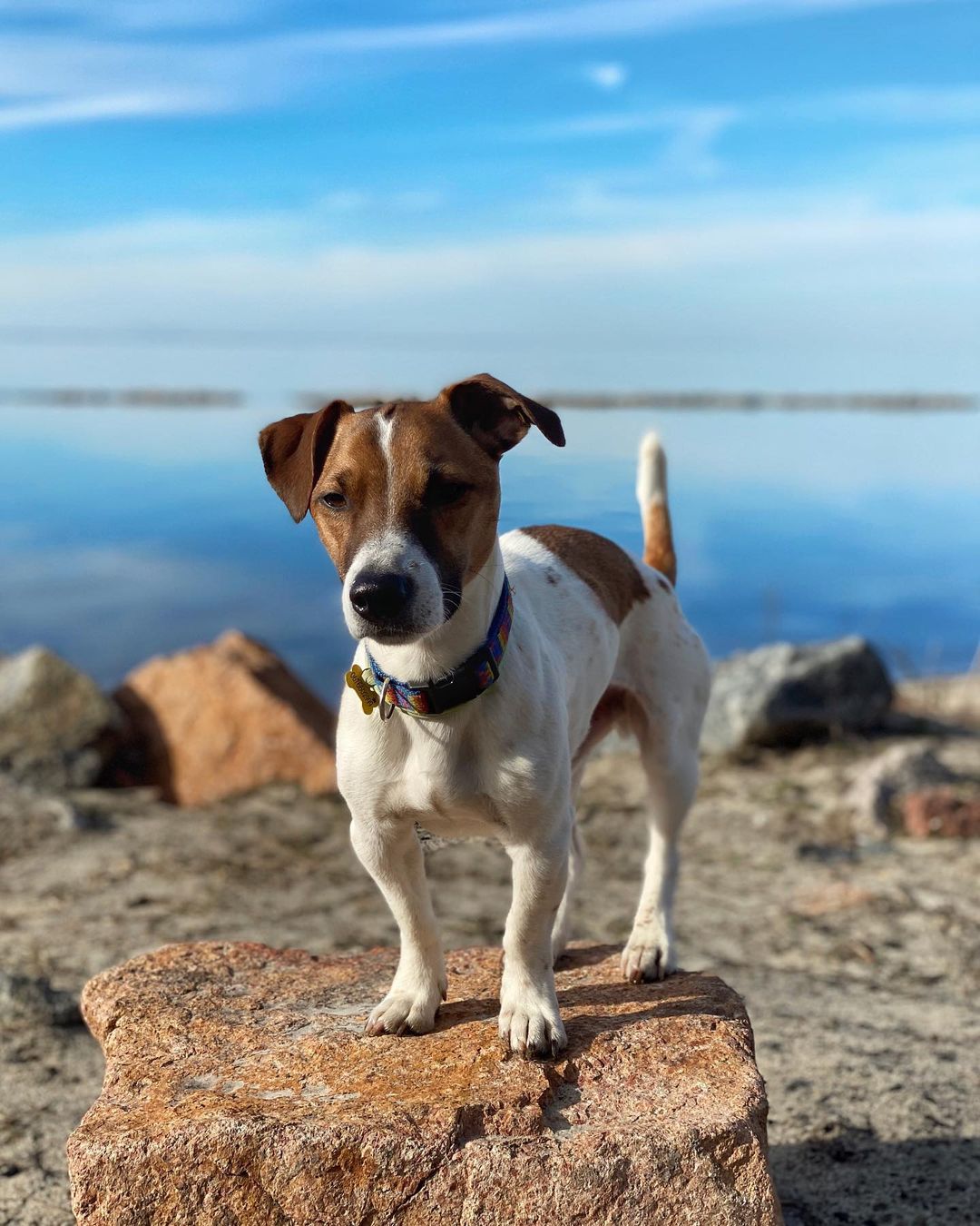 15 Interesting Facts About Jack Russell Terriers 9