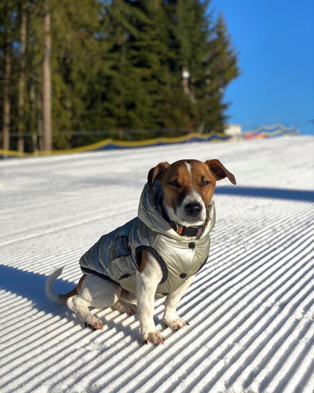 15 Interesting Facts About Jack Russell Terriers 10