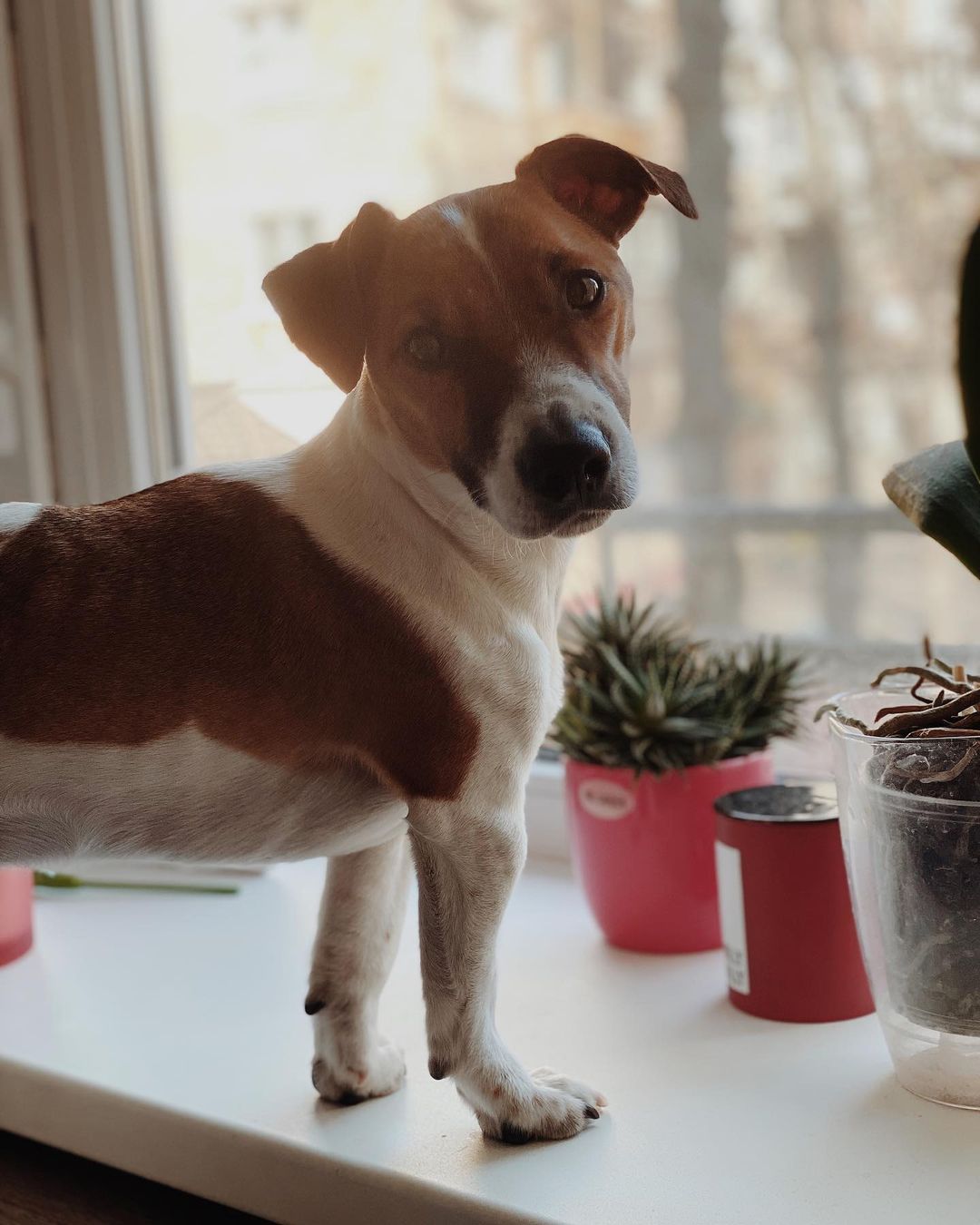 15 Interesting Facts About Jack Russell Terriers 11