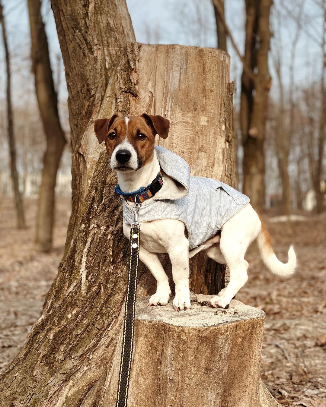 15 Interesting Facts About Jack Russell Terriers 9 15 Interesting Facts About Jack Russell Terriers 9