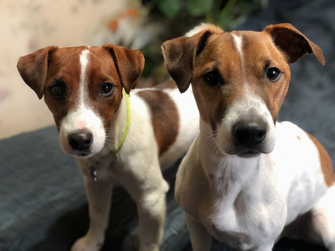 15 Interesting Facts About Jack Russell Terriers 10 15 Interesting Facts About Jack Russell Terriers 10