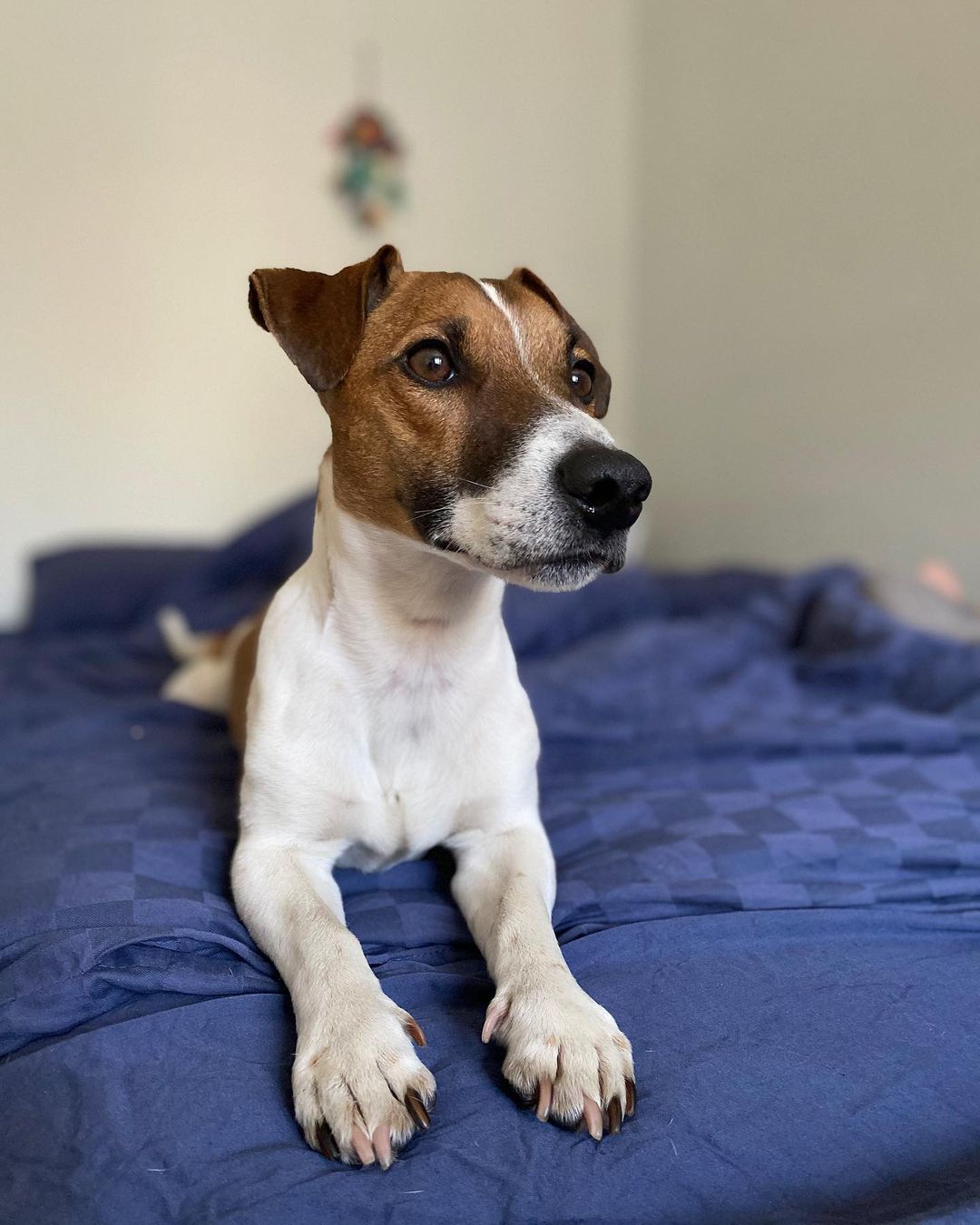 15 Interesting Facts About Jack Russell Terriers 11 15 Interesting Facts About Jack Russell Terriers 11