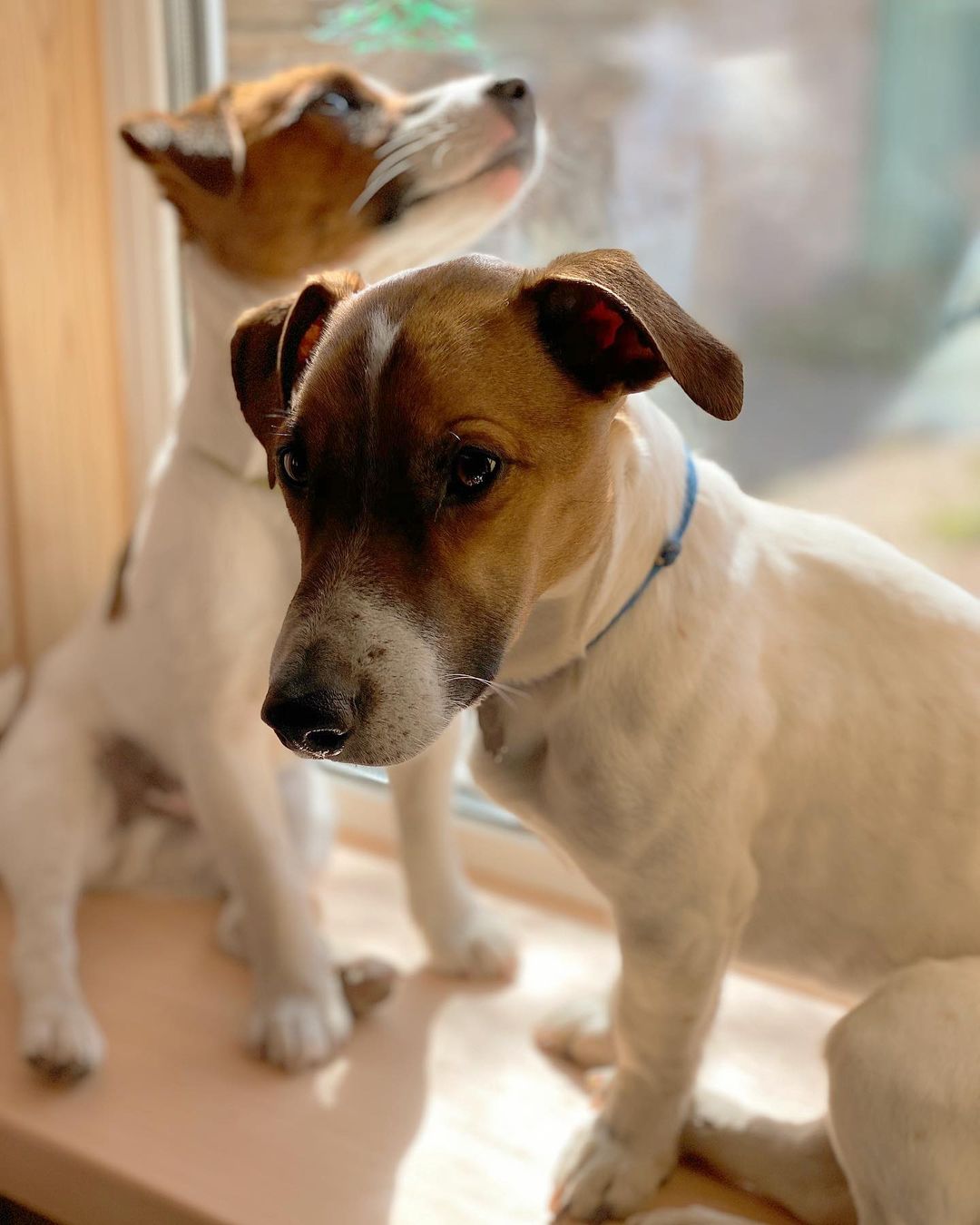 15 Interesting Facts About Jack Russell Terriers 10