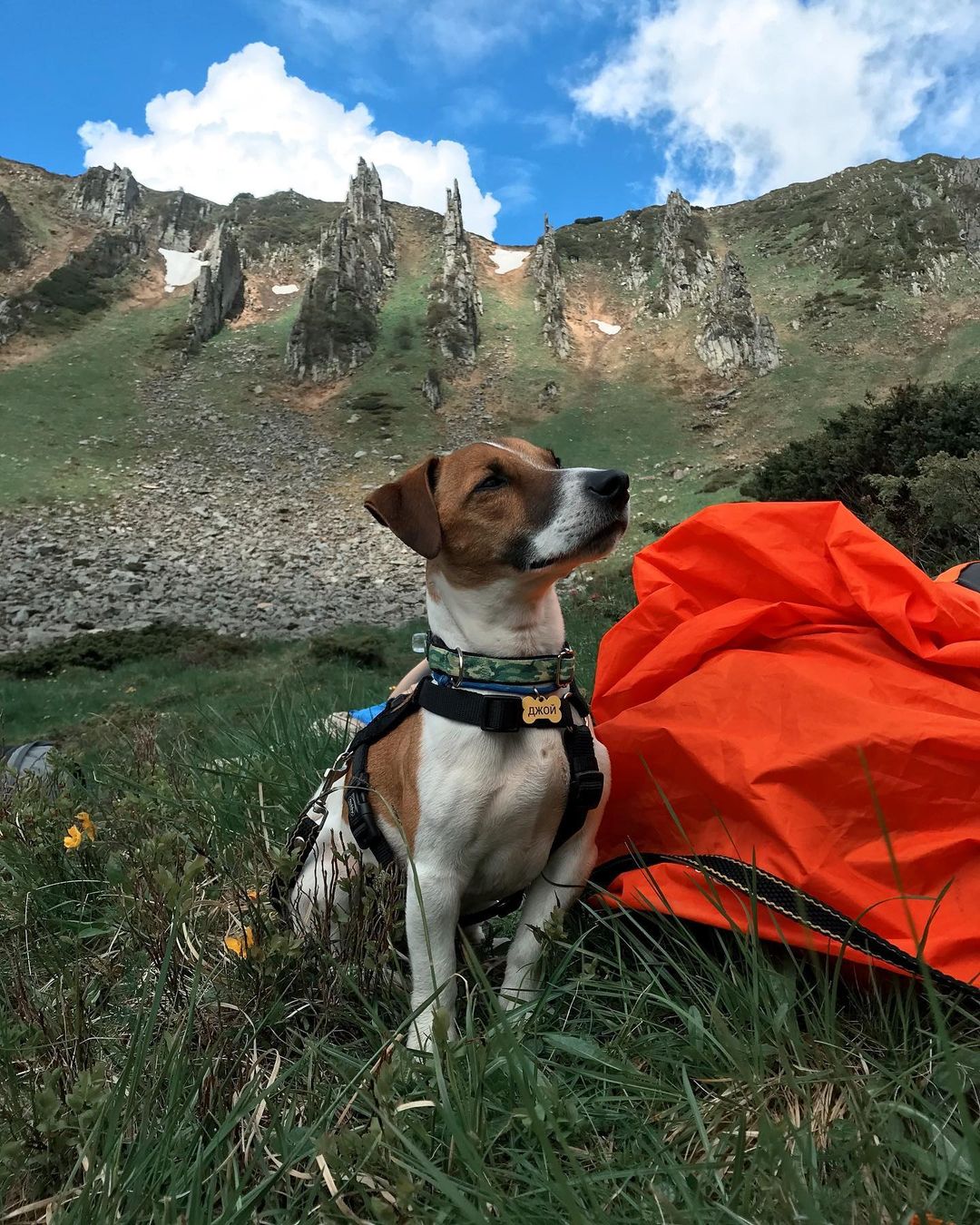 15 Amazing Facts About Jack Russell Terriers You Probably Never Knew 11