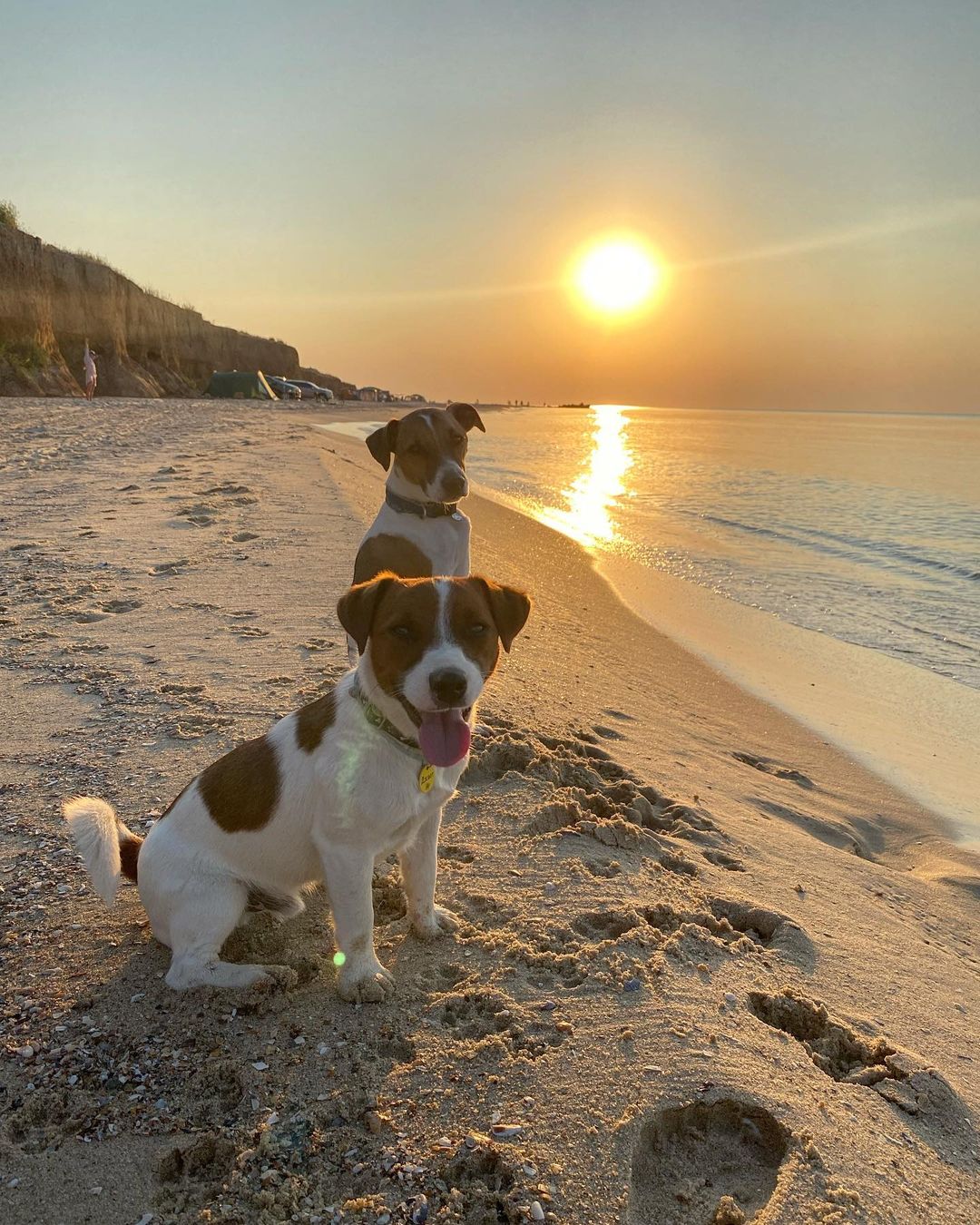 15 Amazing Facts About Jack Russell Terriers You Probably Never Knew 9