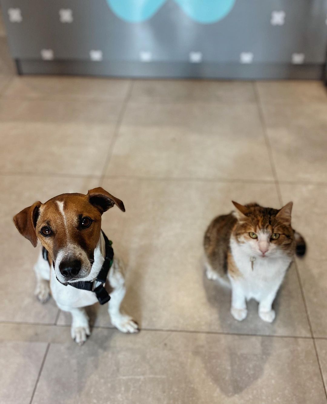 15 Amazing Facts About Jack Russell Terriers You Probably Never Knew 10