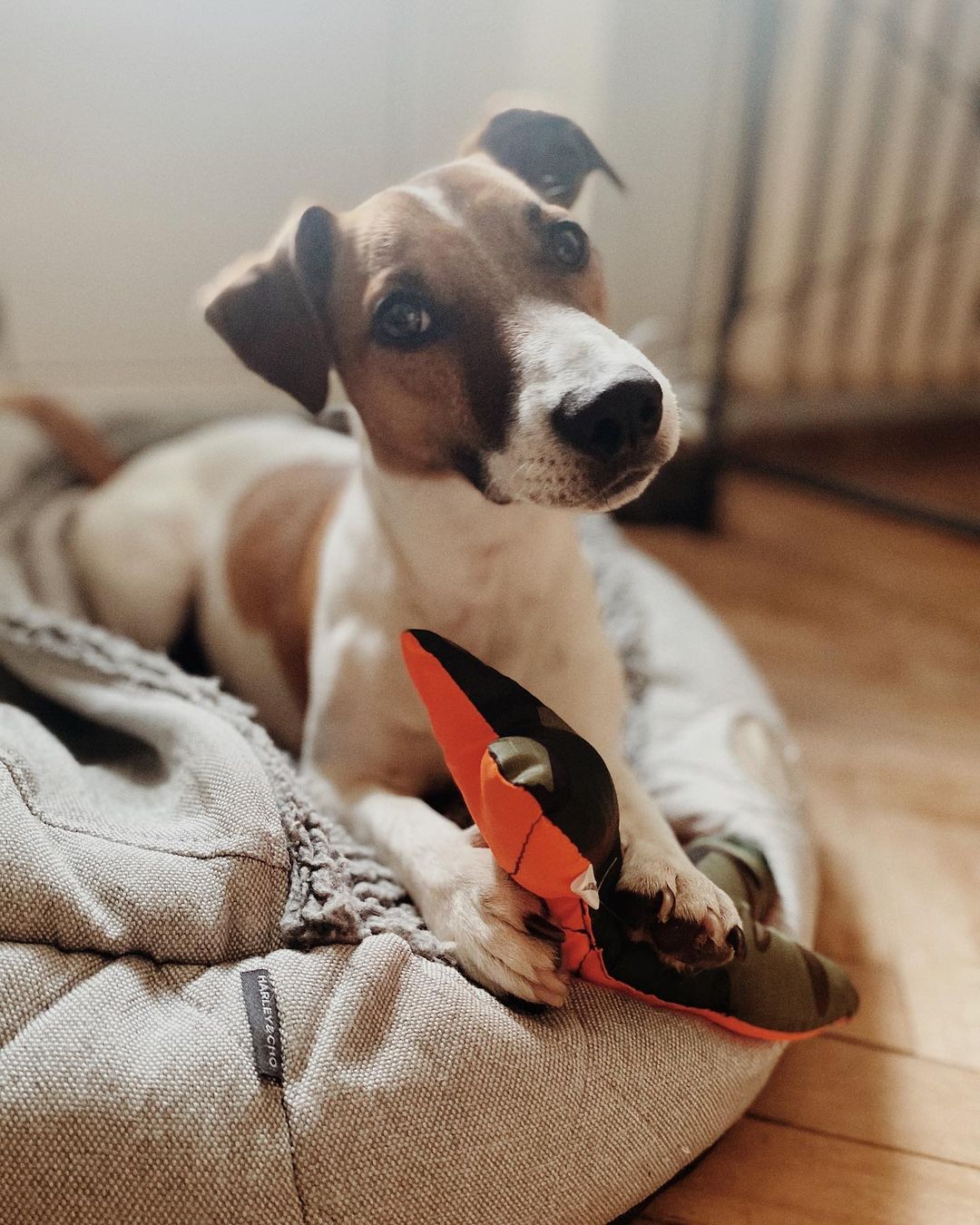 15 Amazing Facts About Jack Russell Terriers You Probably Never Knew 9