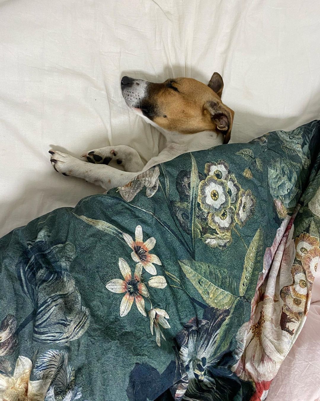 15 Amazing Facts About Jack Russell Terriers You Probably Never Knew 10