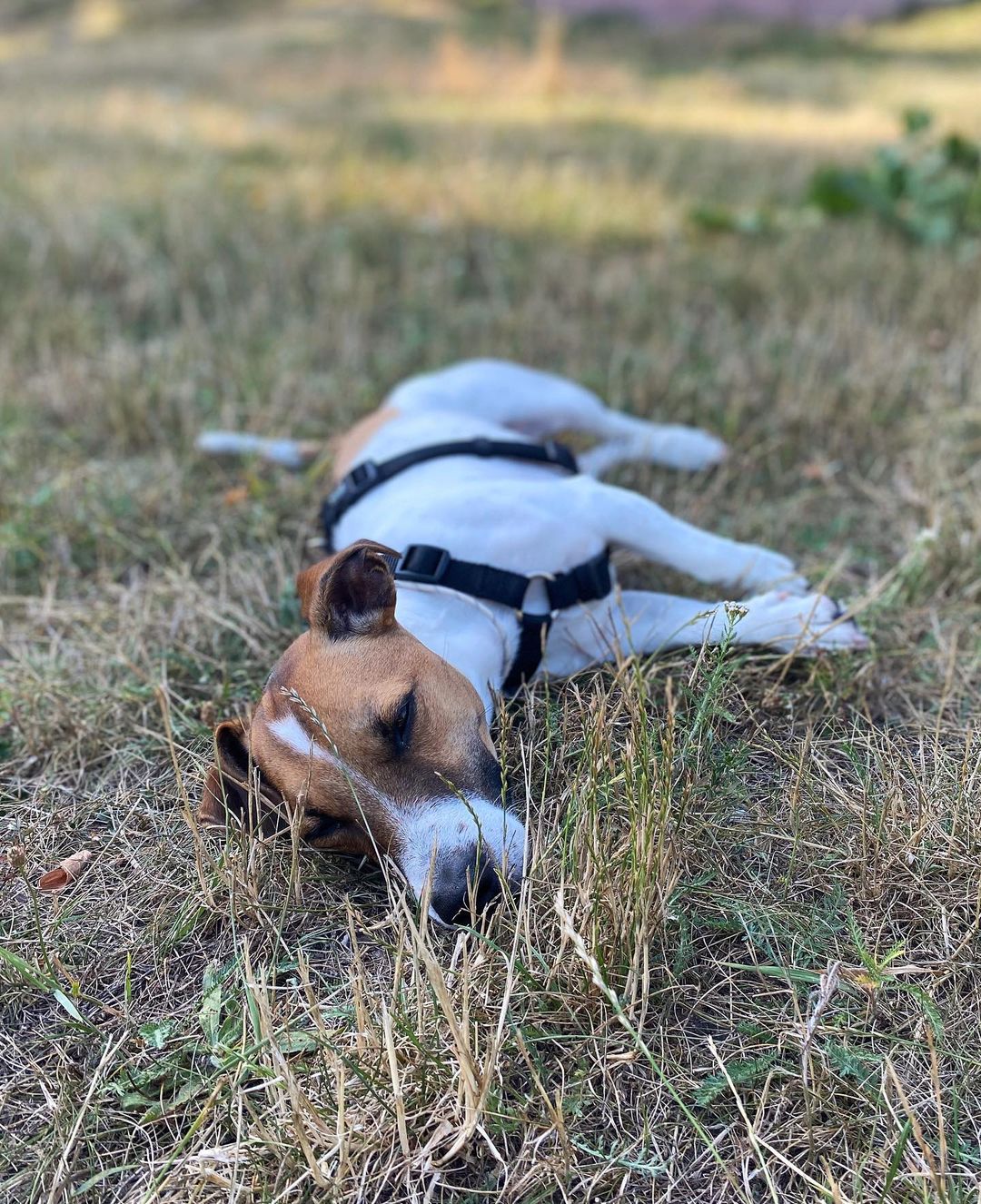 15 Amazing Facts About Jack Russell Terriers You Probably Never Knew 11