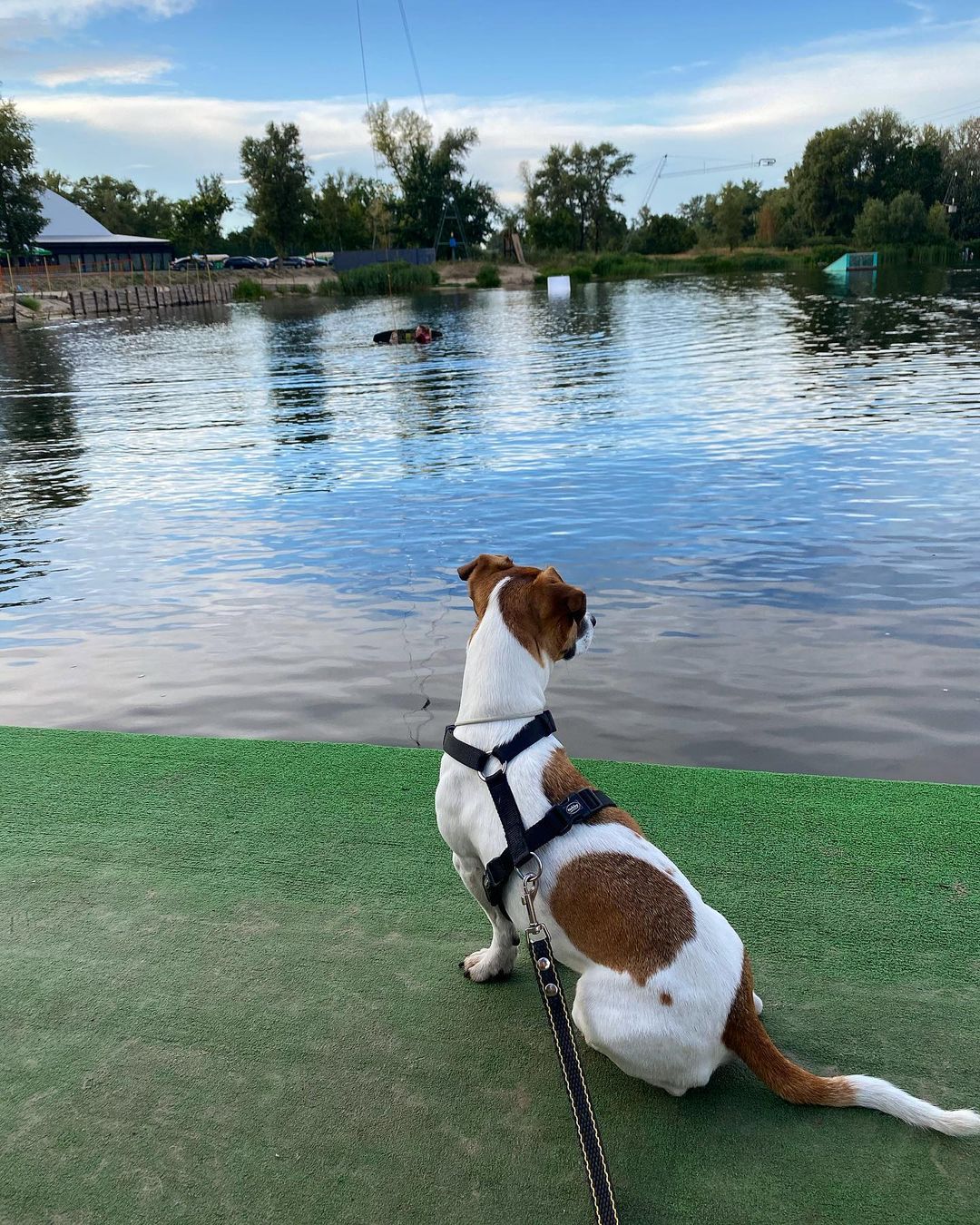 15 Amazing Facts About Jack Russell Terriers You Probably Never Knew 9 15 Amazing Facts About Jack Russell Terriers You Probably Never Knew 9