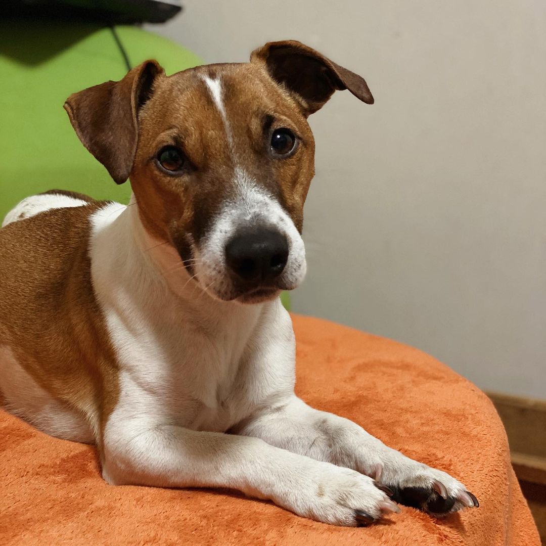 15 Interesting Facts About Jack Russell Terriers 11