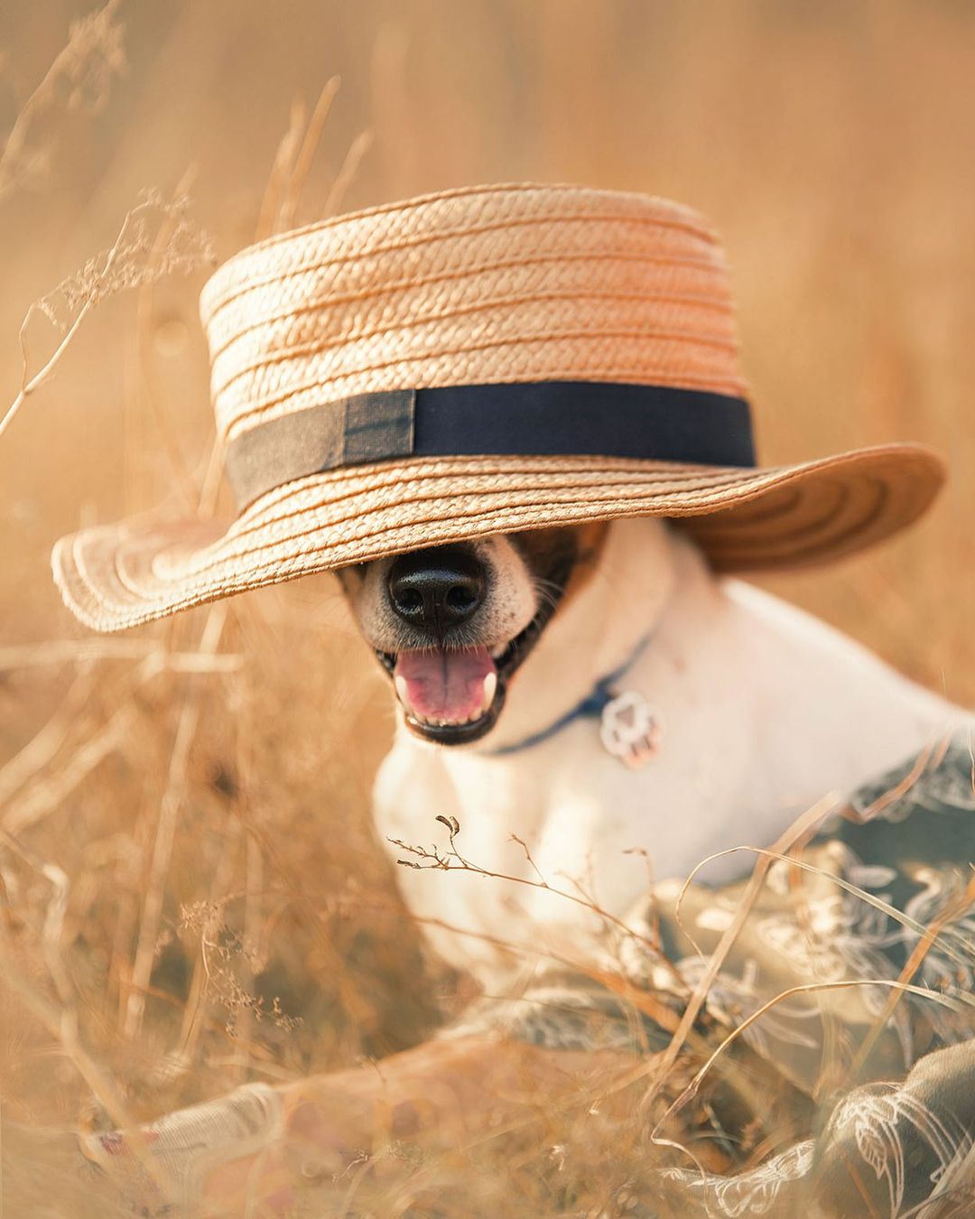 15 Amazing Facts About Jack Russell Terriers You Probably Never Knew 11 15 Amazing Facts About Jack Russell Terriers You Probably Never Knew 11