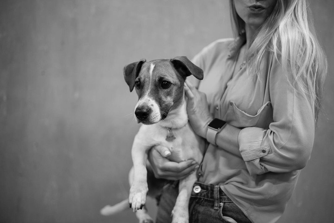 15 Cool Facts About Jack Russell Terriers 9