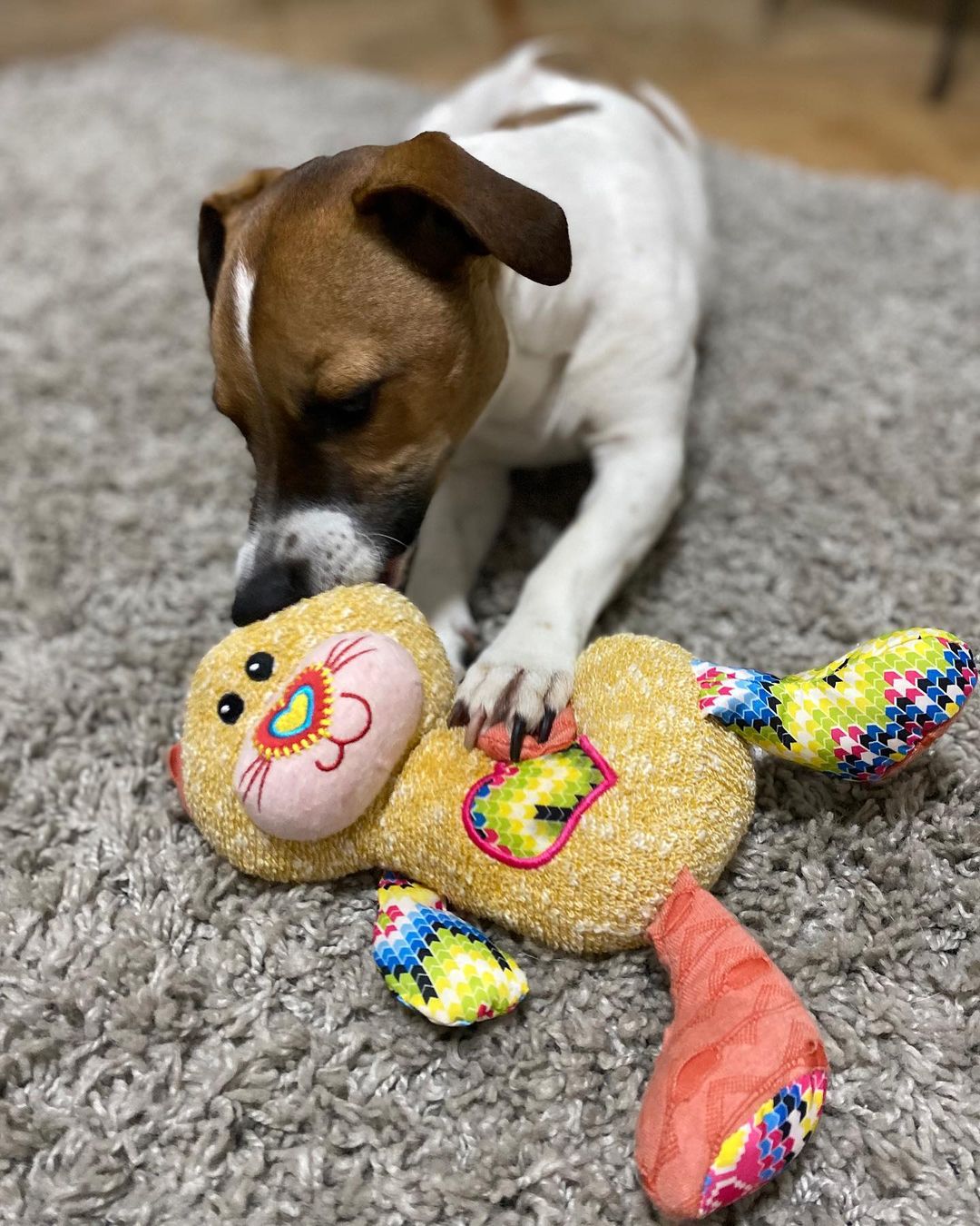 15 Cool Facts About Jack Russell Terriers 10