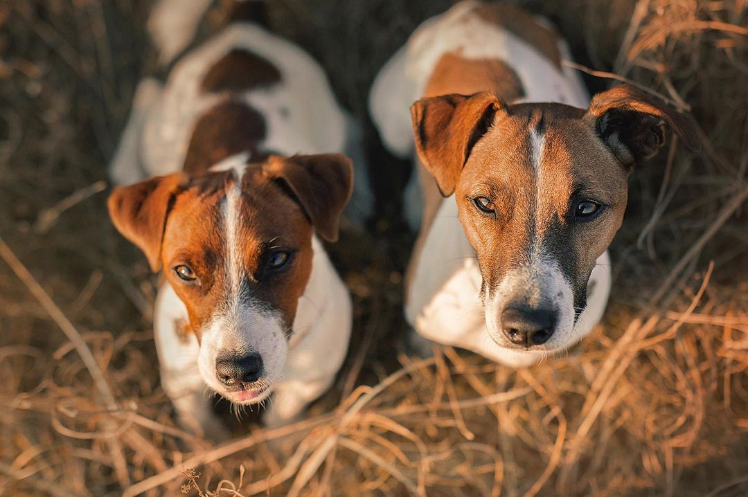 15 Cool Facts About Jack Russell Terriers 11
