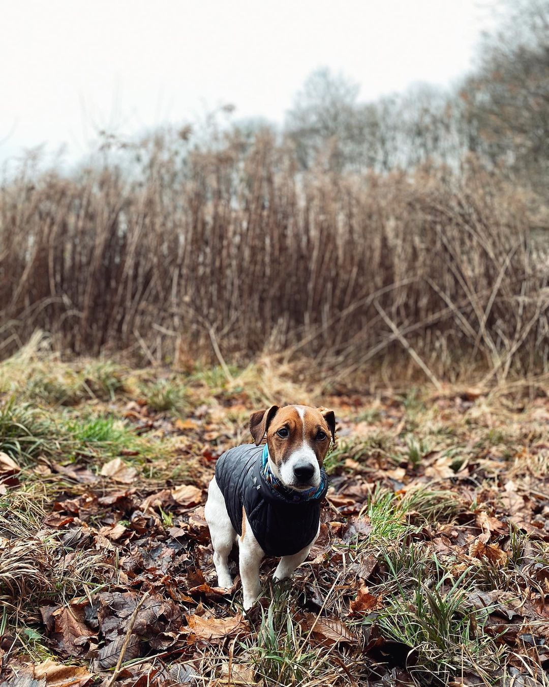 15 Interesting Facts About Jack Russell Terriers 9