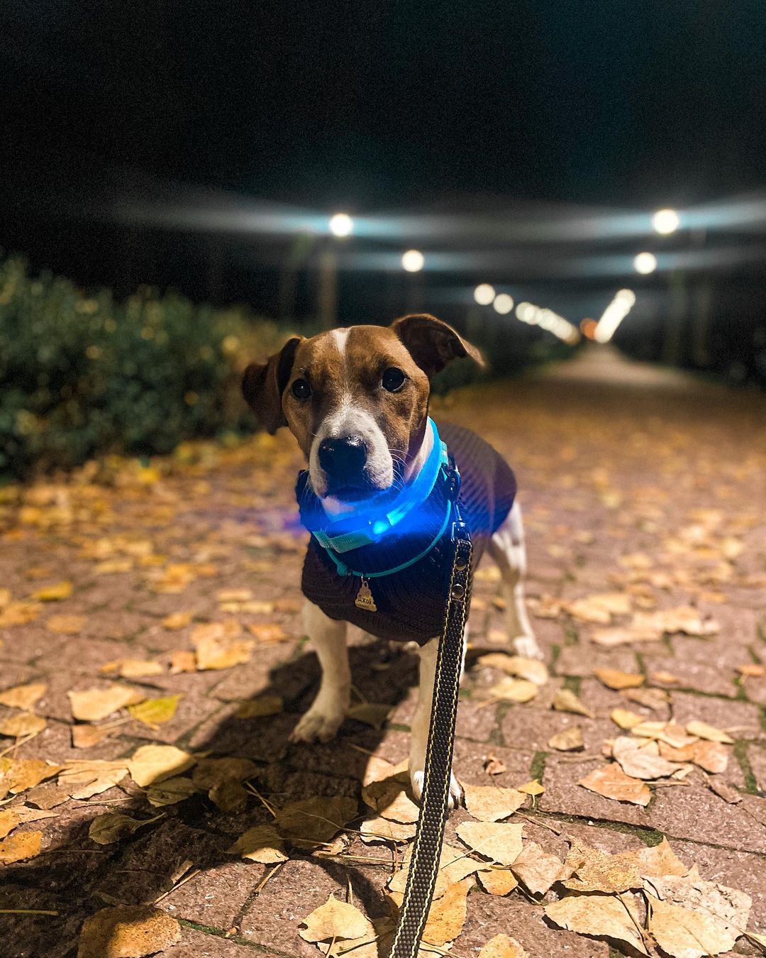 15 Cool Facts About Jack Russell Terriers 9